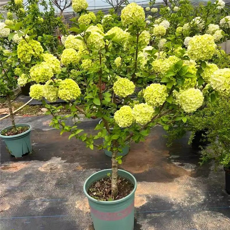 中华木绣球树苗大花斗球丛生木本绣球别墅庭院盆栽风景树耐寒大型,鲜花速递/花卉仿真/绿植园艺,绣球/木绣球/木本植物,淘宝优惠券,粉丝福利购,淘宝优惠卷