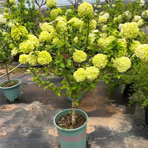 四季开花不断绣球树苗