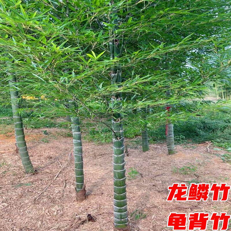 龙鳞竹树苗庭院耐寒四季常