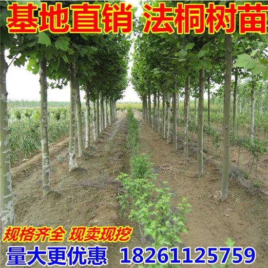 法国速生青皮梧桐树苗