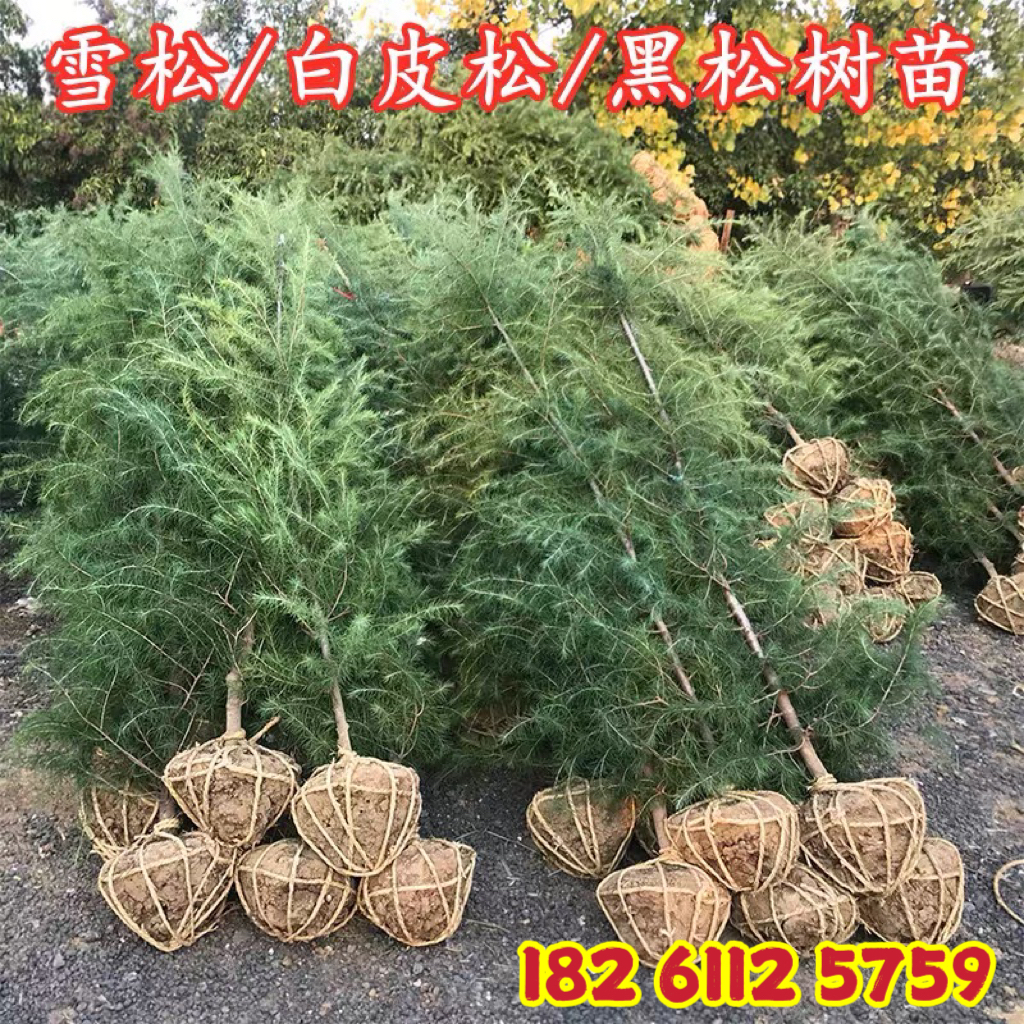 耐寒雪松树苗盆栽松树小苗庭院行道大型四季常青风景树圣诞雪松树