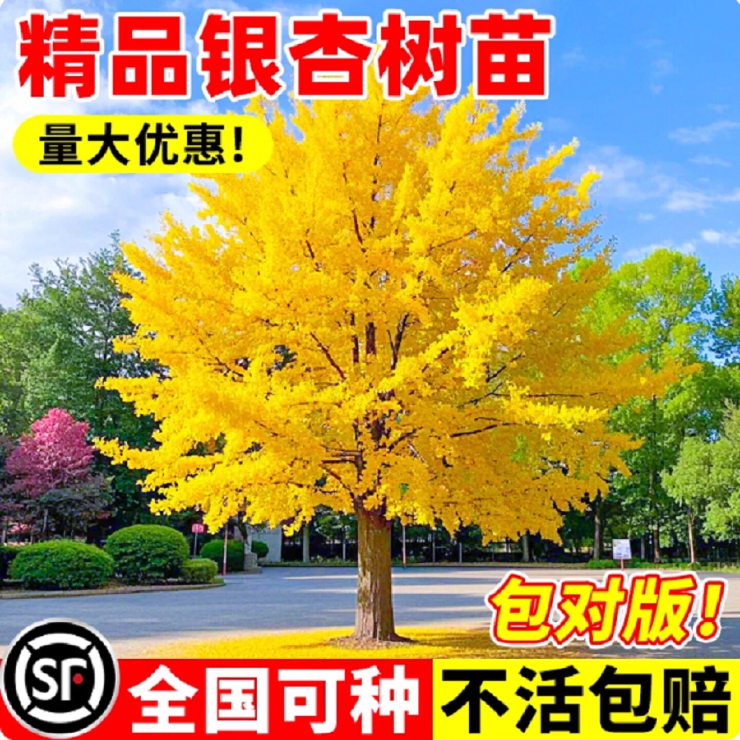 特大金叶银杏树活苗带土白果庭院别墅绿化南北方种植行道树大树苗