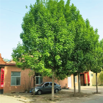 耐寒速生白蜡树苗园林风景大树行道绿化工程苗木庭院金叶北方南方