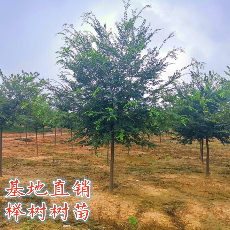 红榉树苗血榉小叶榉树苗庭院别墅大型耐寒绿化彩叶风景树榉树小苗