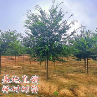 红榉树苗血榉小叶榉树苗庭院别墅大型耐寒绿化彩叶风景树榉树小苗