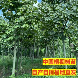 中国梧桐树树苗梧桐大树苗庭院别墅绿化风景树青桐树苗青皮梧桐树