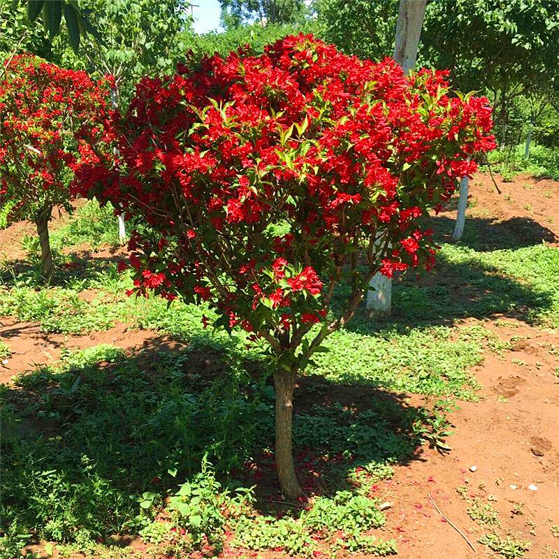 红王子锦带苗高杆锦带树庭院耐寒风景树绿篱花卉盆栽五彩锦带树苗