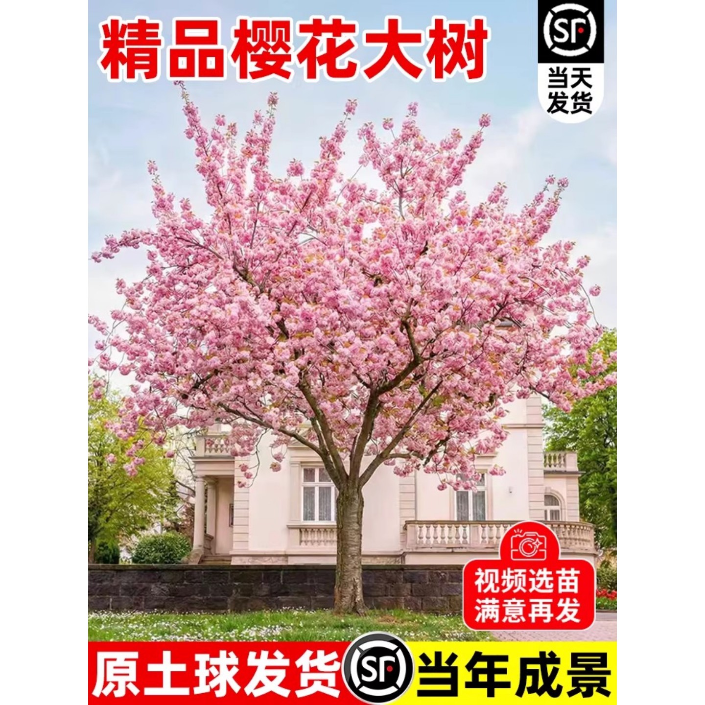 日本樱花树苗绿化工程大型风景树花卉盆栽植物南北方室外庭院种植