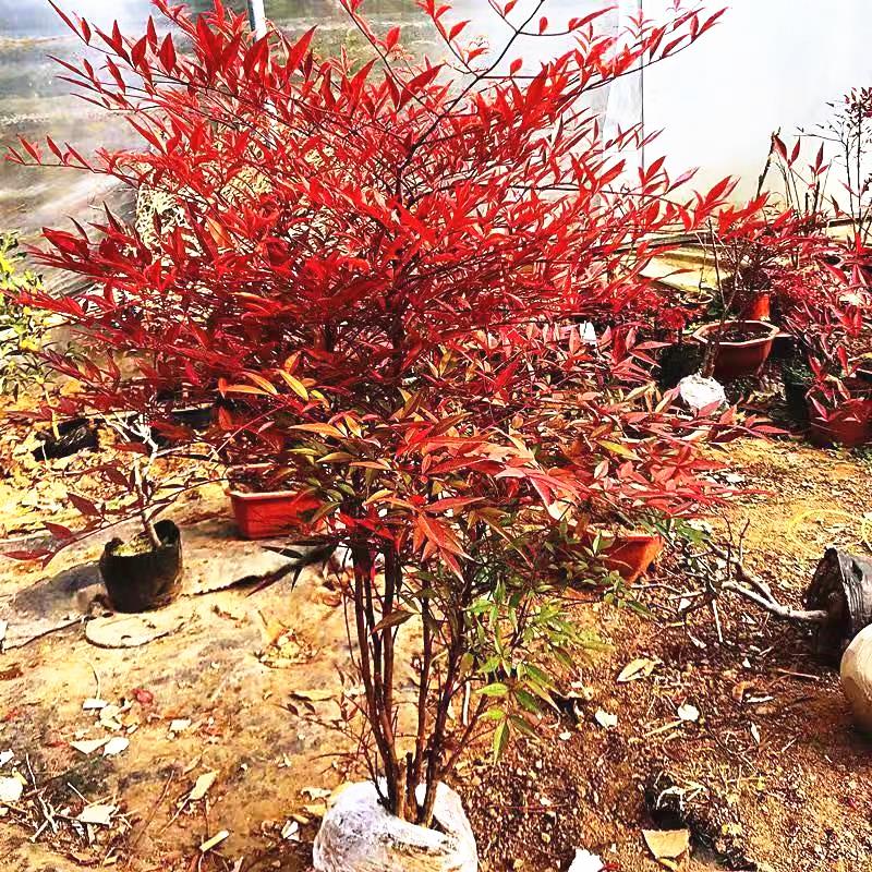火焰南天竹盆景老桩树苗庭院耐寒南北方四季常青植物观叶南天竹苗