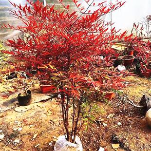 火焰南天竹盆景老桩树苗庭院耐寒南北方四季常青植物观叶南天竹苗