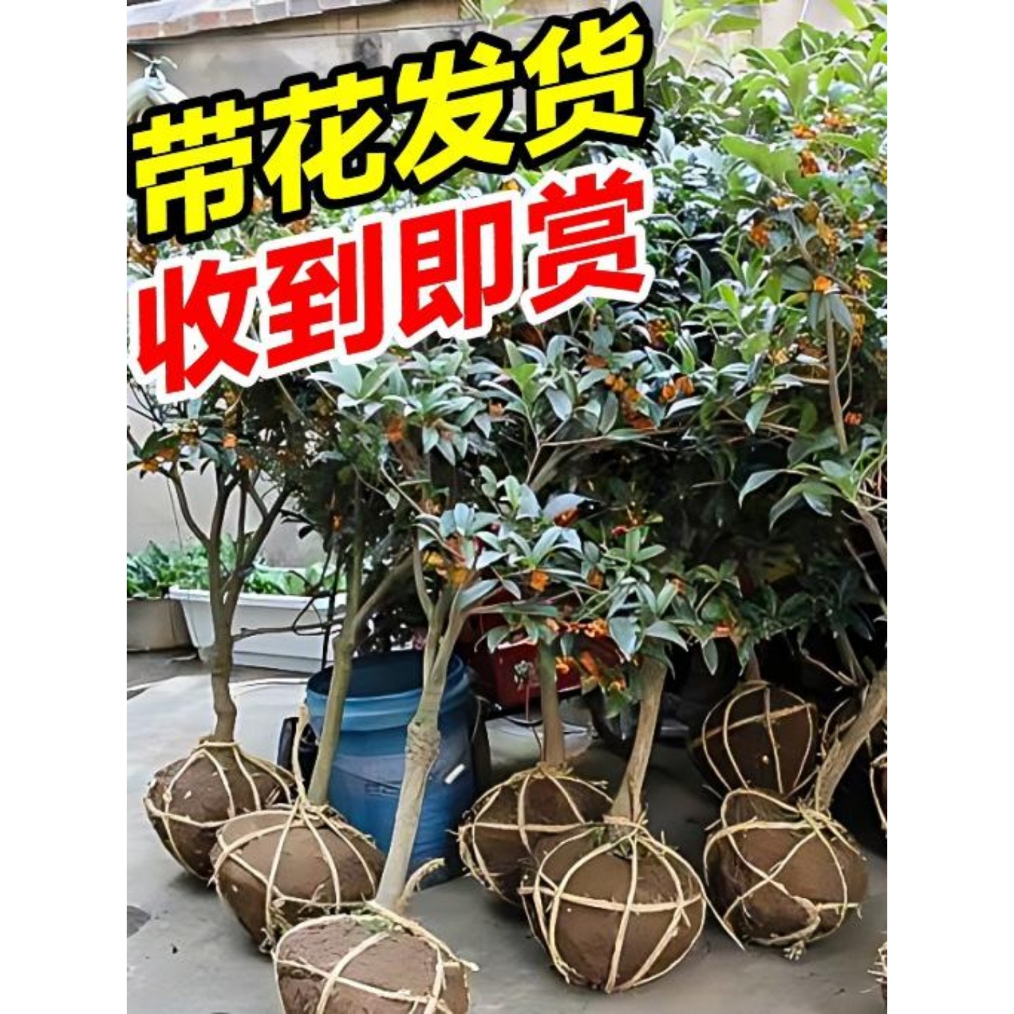 桂花树苗盆栽庭院绿植盆地栽大树四季桂丹桂金桂好养花卉植物耐寒