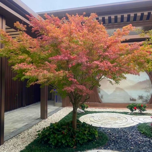 鸡爪槭树苗青枫庭院大型丛生鸡爪槭红枫苗耐寒绿化风景树彩叶植物