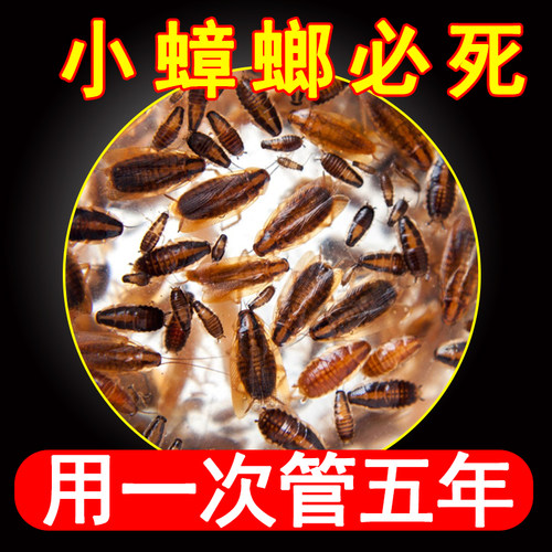 广东小蟑螂一次绝杀全窝端