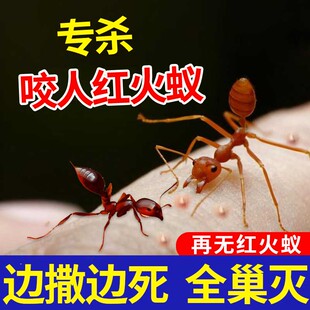 灭蚂蚁红火蚁药全窝端家用室内非无毒户外马义菜地农用户外xf