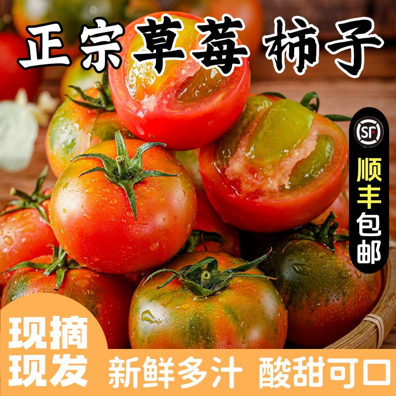 东北草莓柿子现摘生吃柿子草莓铁皮柿子酸甜可口顺丰包邮番茄水果