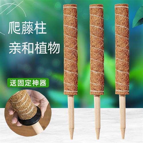 龟背竹支撑杆定型椰棕棒棕棒大叶绿萝柱植物固定花架架棕榈攀爬苔