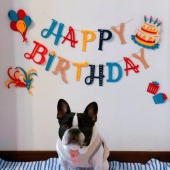 彩色礼花生日快乐字母拉花爆炸礼盒生日蛋糕宠物装 饰布置派对拉旗