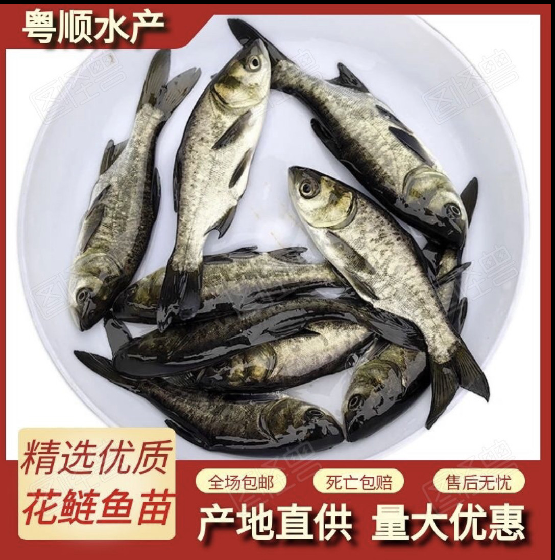 花鲢鱼苗大头鱼苗鳙鱼苗包活大头鱼