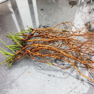 蔷小薇30棵无刺蔷薇实生根小苗大牙签苗嫁接月季砧木盆景造型素材