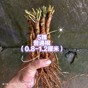 蔷小薇日本白花无刺蔷薇实生根嫁接月季玫瑰砧木普通根标准播种根
