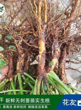蔷小薇无刺蔷薇实生根苗