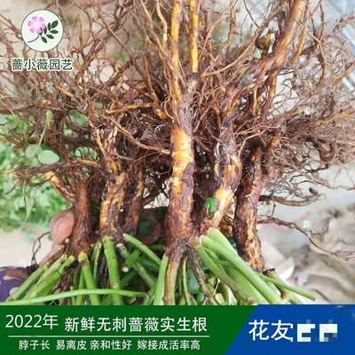 蔷小薇无刺蔷薇实生根苗