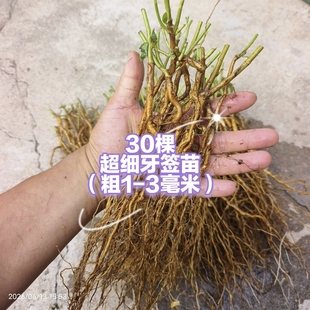 蔷小薇日本白花无刺蔷薇实生根超细牙签苗移栽苗嫁接月季玫瑰砧木