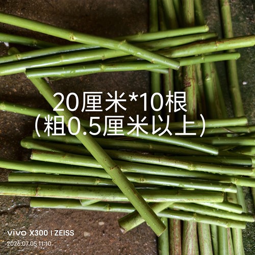 蔷小薇20厘米长无刺蔷薇杆扦插繁殖嫁接棒棒糖月季砧木嫁接微月