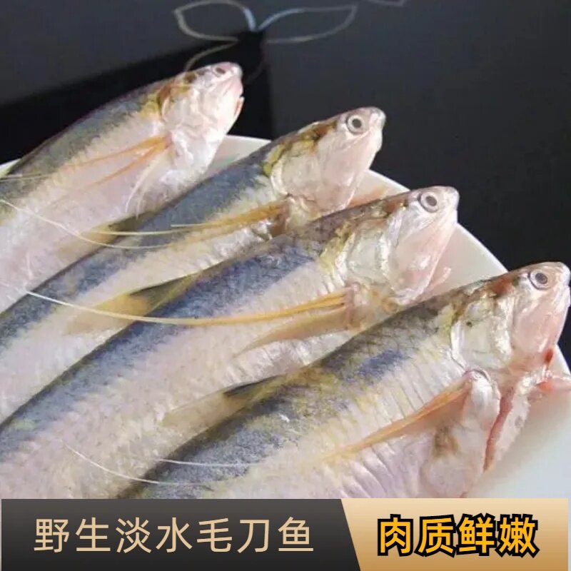 大号淡水湖刀鱼1两左右新鲜捕捞