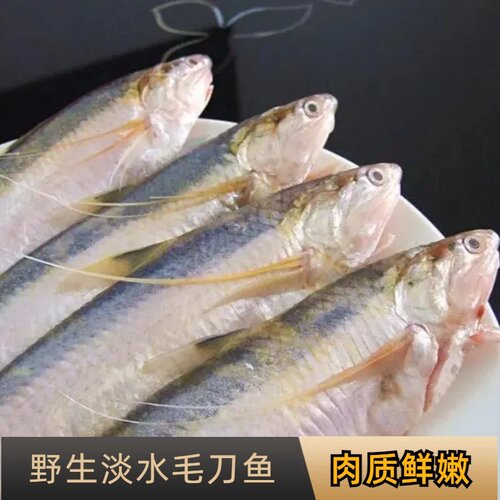 大号淡水湖刀鱼1两左右新鲜捕捞