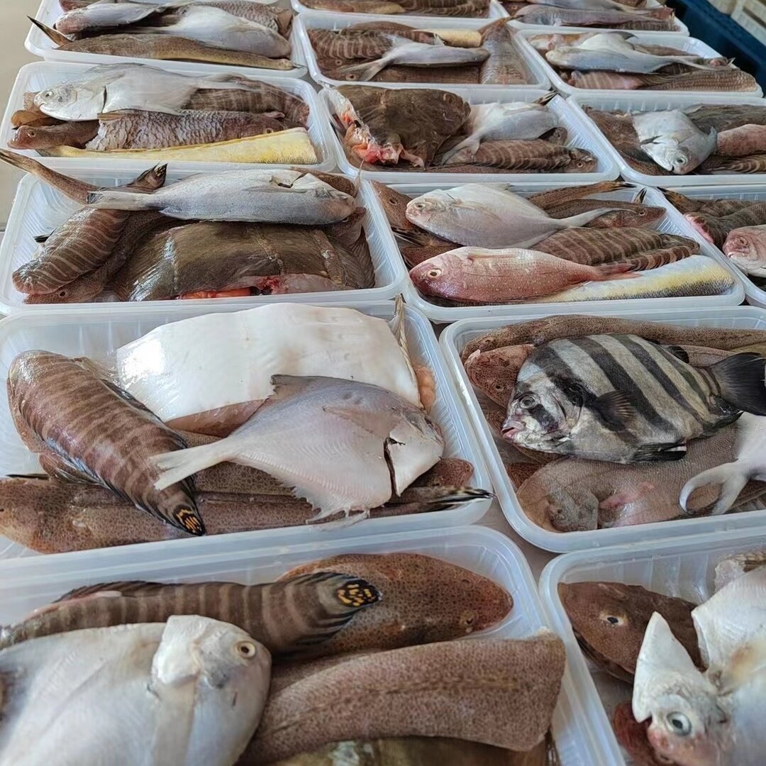 新鲜海杂鱼丹东海杂鱼大连杂拌鱼