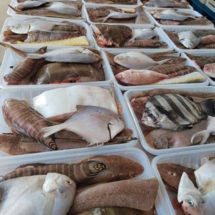 新鲜海杂鱼丹东海杂鱼大连杂拌鱼大连海鲜自家渔船码头包邮