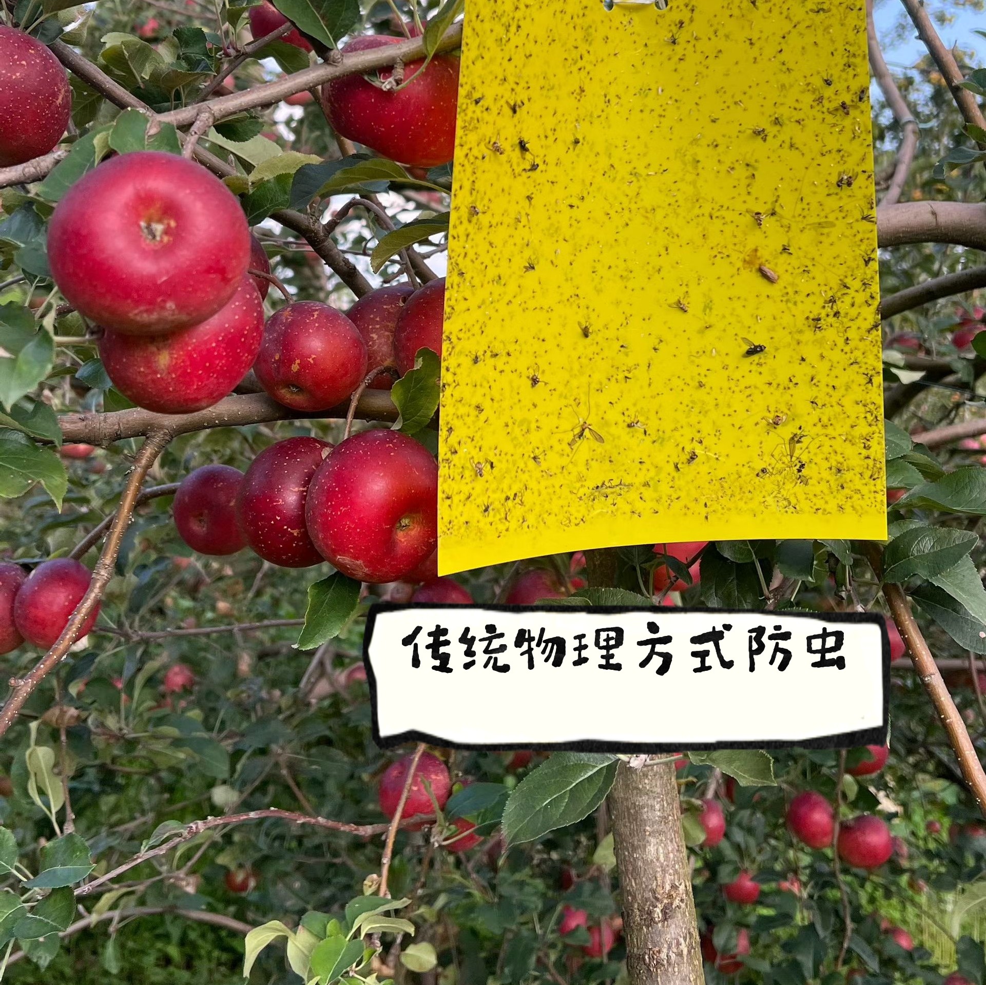 2026年新鲜正宗云南蒙自西北苹果