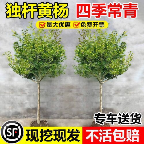 黄杨树苗独杆小叶瓜子