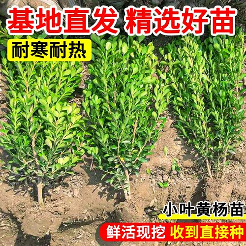 小叶黄杨苗瓜子黄杨球苗庭院篱笆绿化独杆黄杨树苗大叶黄杨冬青苗