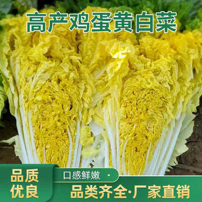鸡蛋黄奶油大白菜种子真好吃