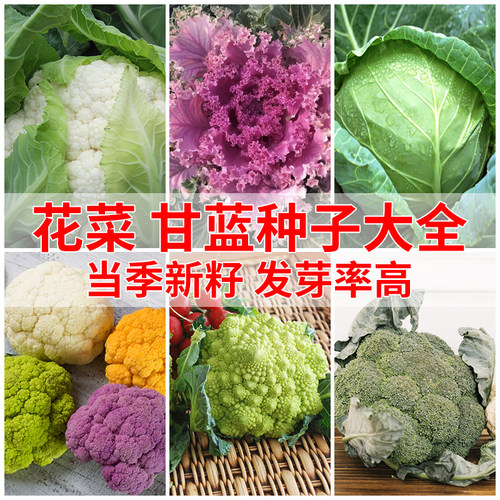 有机白菜花价格 有机白菜花图片 星期三