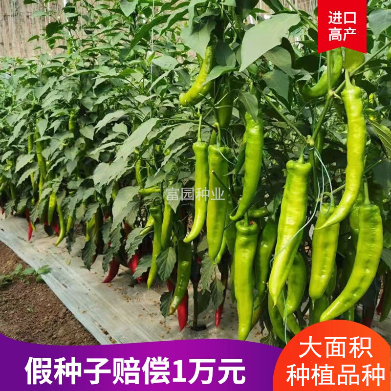 大果羊角椒种子青黄皮大果尖椒