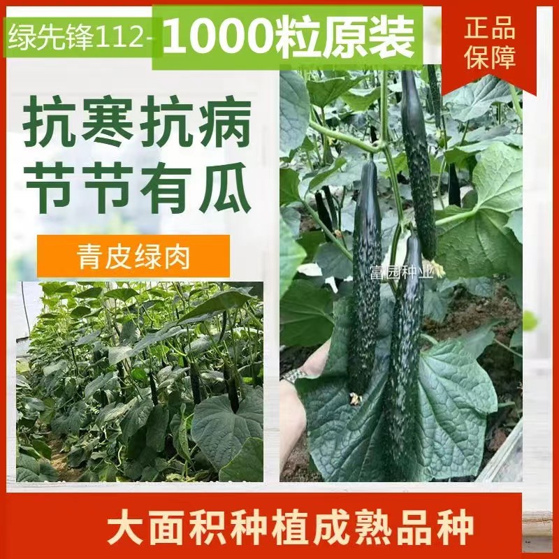 耐寒黄瓜种子密刺油亮绿瓤包邮高产进口强雌蔬菜种孑冬季青瓜种籽