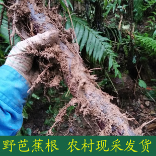 野生芭蕉根新鲜中草药广西农村现采野生老芭蕉树根中药材2斤包邮