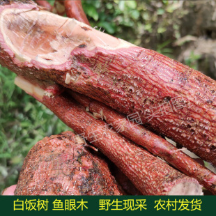 中药材野生白饭树根鱼眼木鹊饭树金柑藤白倍子密花市葱白刺葱新鲜