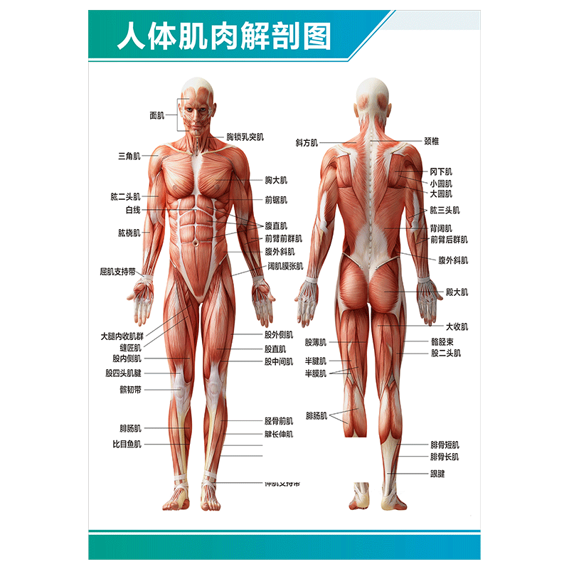 人体解剖彩色学骨骼结构图神经肌肉五脏六腑淋巴海报墙贴器官挂图