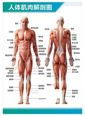 人体结构图肌肉海报墙贴