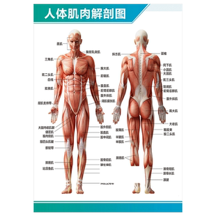 人体解剖彩色学骨骼结构图神经肌肉五脏六腑淋巴海报墙贴器官挂图