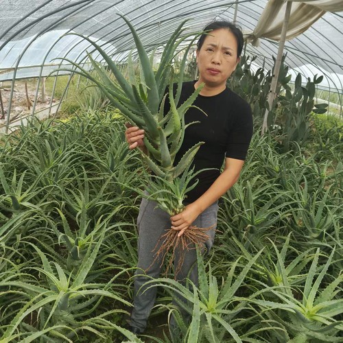木立芦荟 龙爪菊芦荟日本芦荟药用芦荟叶片新鲜采摘基地直销盆栽