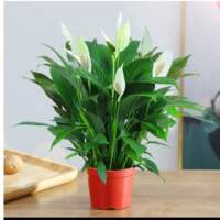 Smooth sailing flowers, green plants, white palms, hydroponic potted plants, pothos plants, indoor flowers are easy to grow, and the money tree can absorb formaldehyde thumbnail 2