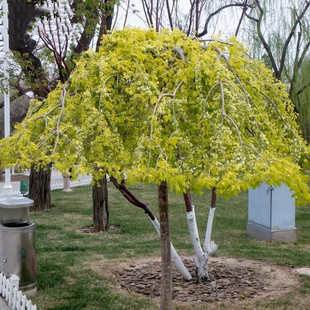 金叶榆树榆钱树金叶垂榆树苗工程园林绿化苗木庭院别墅美化风景树