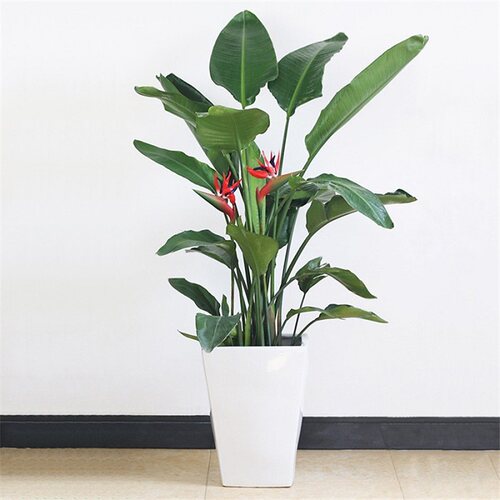 网红天堂鸟盆栽室内大型植物鹤望兰客厅办公室大盆栽绿植天堂鸟大