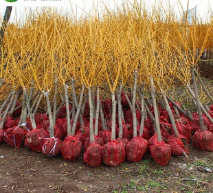 黄金槐树苗庭院绿化苗龙爪槐树苗金枝国槐苗嫁接金丝槐垂槐刺槐