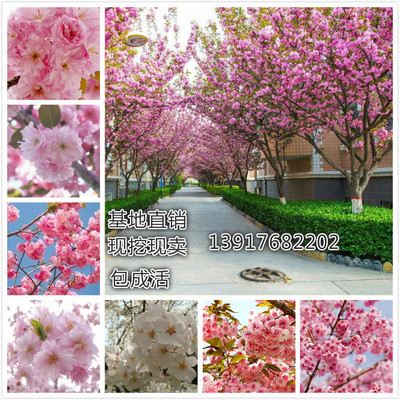 日本樱花树苗嫁接四季盆栽南方北方地栽盆栽树庭院花卉植物绿化苗